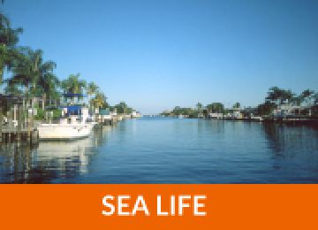 Sea Life
