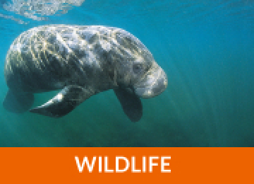 Wildlife